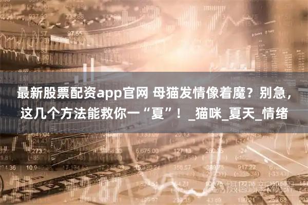 最新股票配资app官网 母猫发情像着魔？别急，这几个方法能救你一“夏”！_猫咪_夏天_情绪